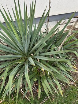 venkovní Juka vláknitá - Yucca filamentosa - 3