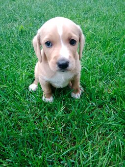 Labradorsky retrivr /retriever - 3