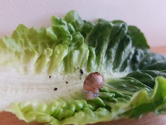 Achatina - 3