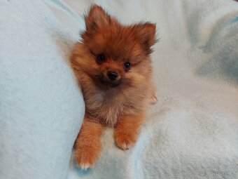Špic, nemecký špic , oranžový špic, pomeranian - 3