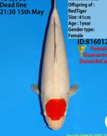 Koi kapr originál Japonsko - 3