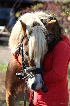 Pony valach Hafling 144cm - 3