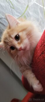 Sibirsky kocourek s PP - 3