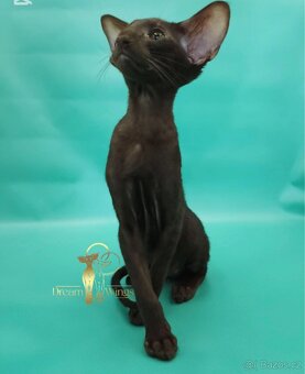 Orientální kocour s PP Christian - 3