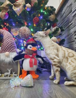 Bengálská kočka s PP - 3