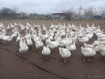 Husy německé nosné - 3