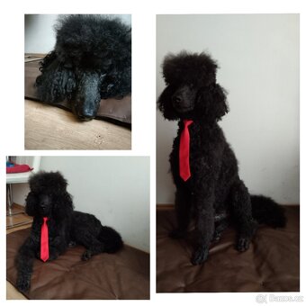 pro křížení psů pro získání potomstva - 3