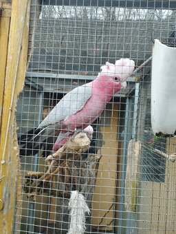 Kakadu růžový - 3