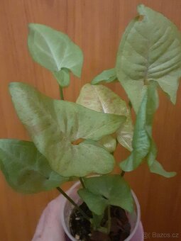Syngonium - 3