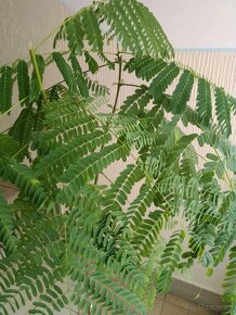 OHŇOVÝ stromek "DELONIX REGIA" - 3
