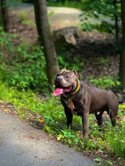 American Bully XL - ke krytí - 3