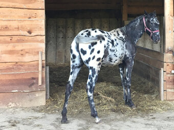 Appaloosa - klisna černý leopard - 3