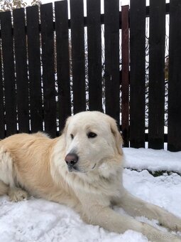 Slovenský čuvač - 3