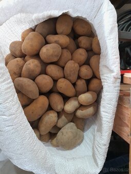 Konzumní brambory na uskladnění Antonie - 3