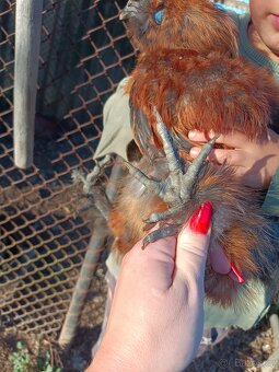 Kohouti Hedvábničky - 3