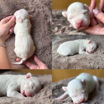 Americký stafordšírský teriér s PP - 3