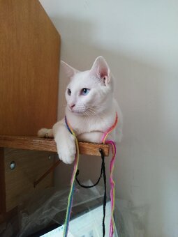 Poslední kocourek - 3