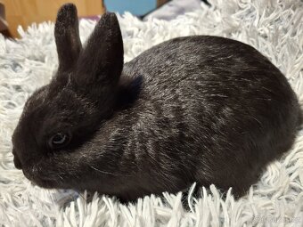 Zakrslý králíček - 3