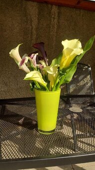 Kaly-cibulky-mix barev - 3