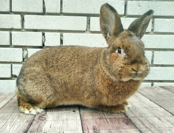 Vídeňský šedý - 3