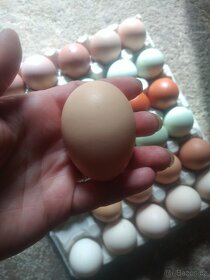 Kuřata na barevná vejce nebo NV - 3