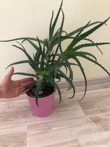 Aloe Vera - pokojová rostlina - 3