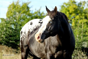 Appaloosa přiouštění klisen - 3