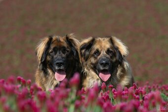 Leonberger, 2 fenky k odberu - 3