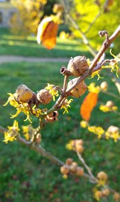 Vilín viržínský - Hamamelis virginiana 20 semen 50 Kč - 3