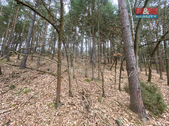 Prodej lesa, 2768 m², Miloňovice - 3