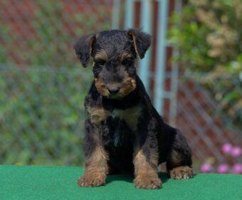 Erdelteriér- Airedale terrier, štěně fenka - 3