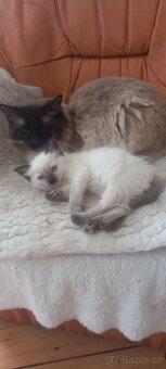 Koťátka ragdoll na prodej - 3