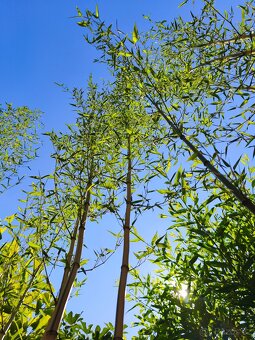 Bambus Phyllostachys bisseti nebo Phyllostachys aureosulcat - 3
