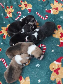 Welsh Corgi Pembroke - 3