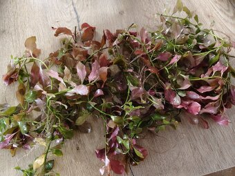 Rostlinky akvarium 200,- - 3