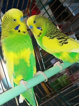 Andulka vlnkovaná - 3