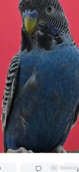 Andulky blackface - 3