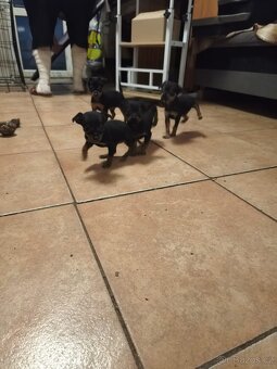 Pražský krysařik - 3