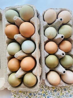 Vajíčka násadová ( NV) - 3