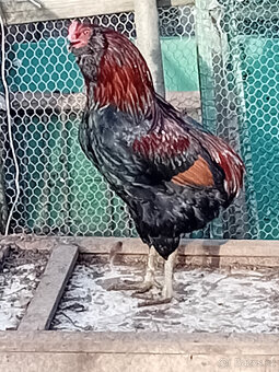 Kohout plemene araukana - 3