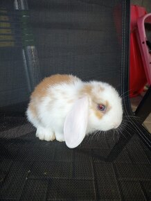 Zakrslý králík beránek kluk bílo hnědý - 3