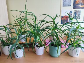 Pokojové rostliny Aloe vera práva - 3-5 let - 3