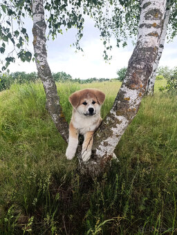 Akita inu c PP - 3
