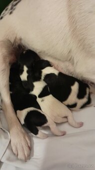 Foxteriér hladkosrstý - 3