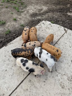 Prodám čistokrevná selata Kune kune - 3