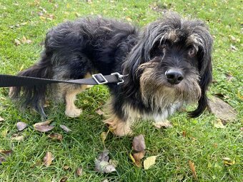 Pejsek Janíček - 3