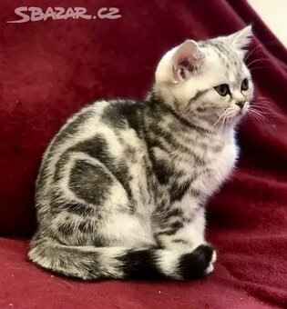 Britská koťátka s PP, FIFE - 3