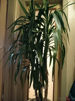 Rostlina Juka pokojová kytka - 3