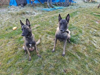 BELGICKÝ OVČÁK MALINOIS - 3