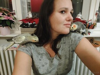 Korela chocholatá - 3